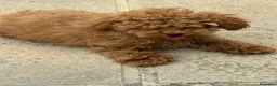 Caniche Toy perros en venta: CANICHE TOY MACHO  - Anuncio 1