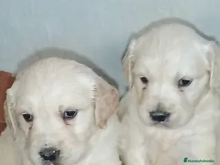 Golden Retriever perros Hembra golden retriever para entregar - Anuncio 19