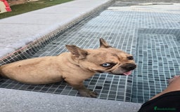 Bulldog Francés perros en venta: Preciosa camada de bulldog francés  - Imagen 7