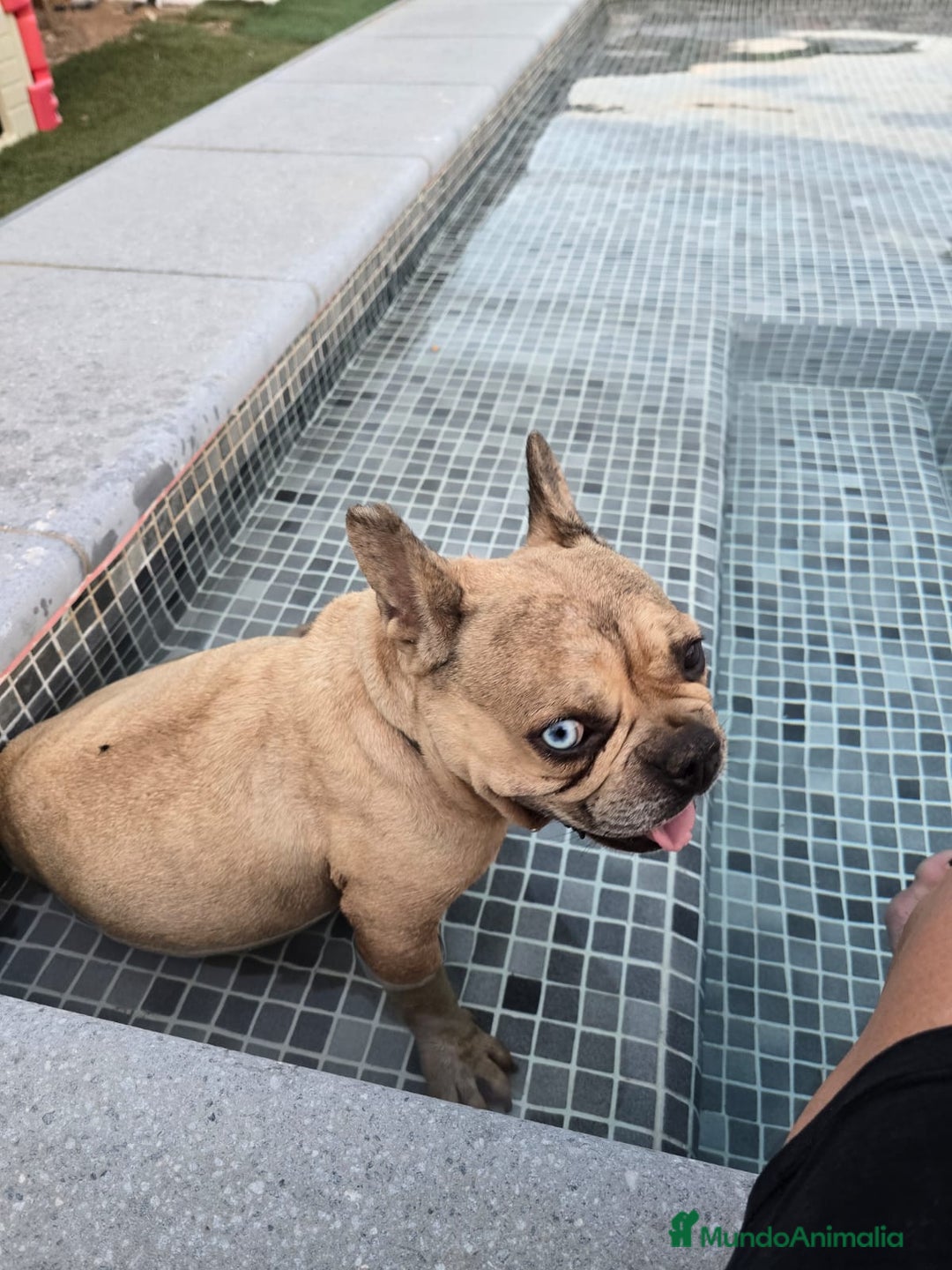 Bulldog Francés perros en venta: Preciosa camada de bulldog francés  - Imagen 7