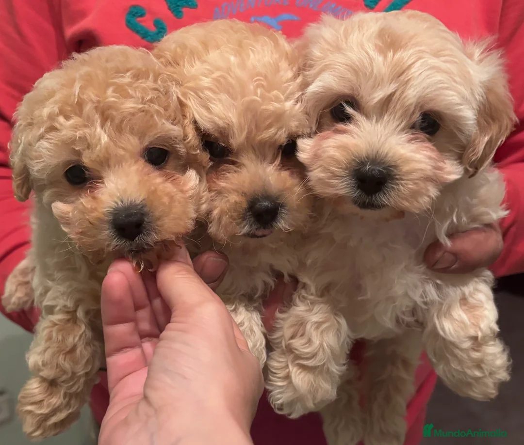 Caniche Toy perros en venta: Excelente camada de caniche toy color champang - Anuncio 1