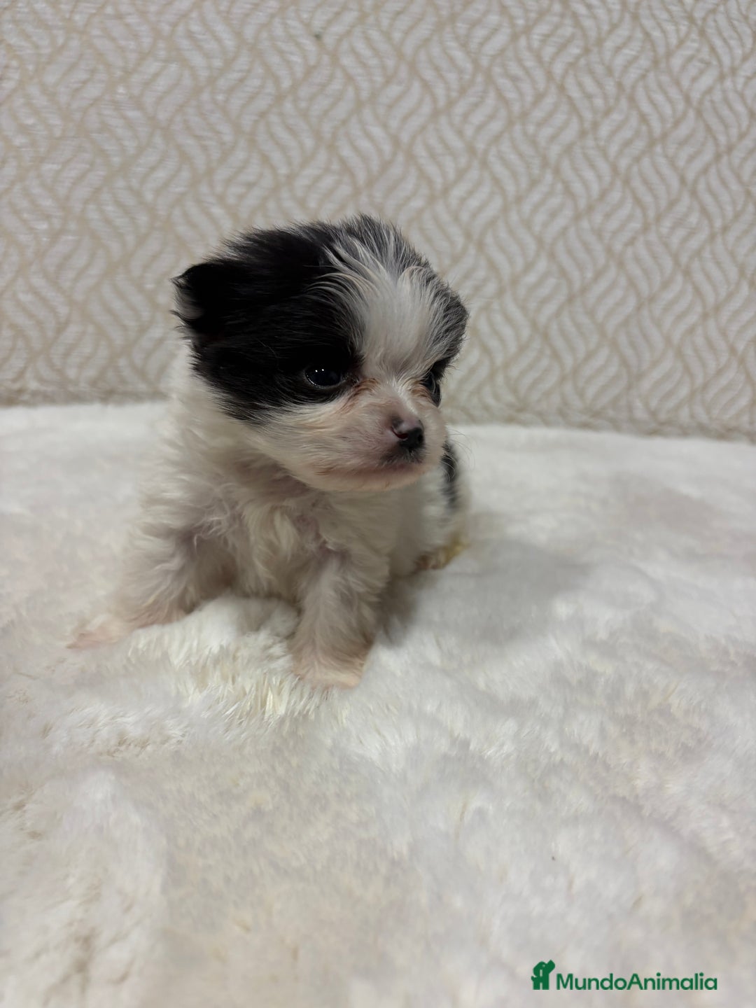 Pomerania perros en venta: Lulu Pomerania macho mini Toy color party - Anuncio 14