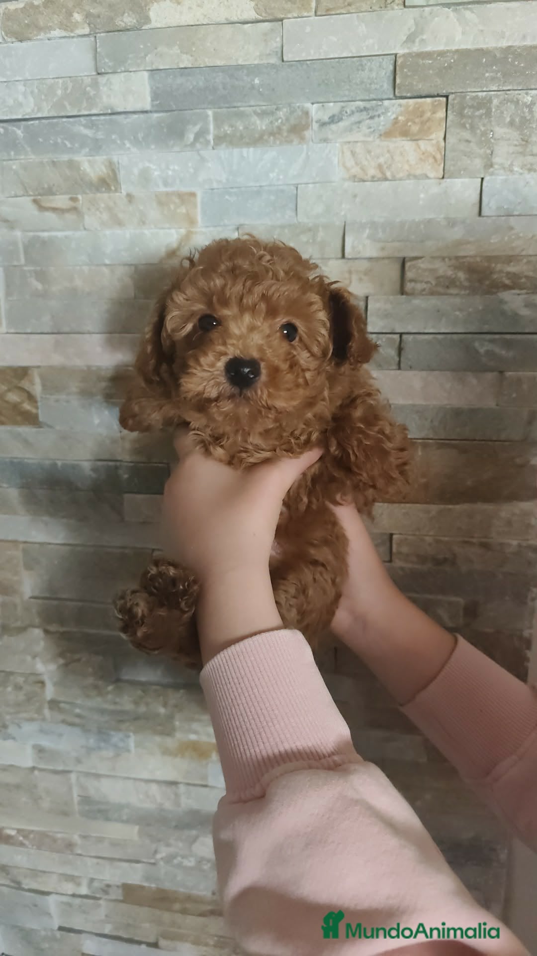 Caniche Toy perros ULTIMO ❗❗❗ - Anuncio 1