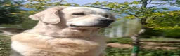 Golden Retriever perros en venta: GOLDEN RETRIEVER  - Anuncio 2