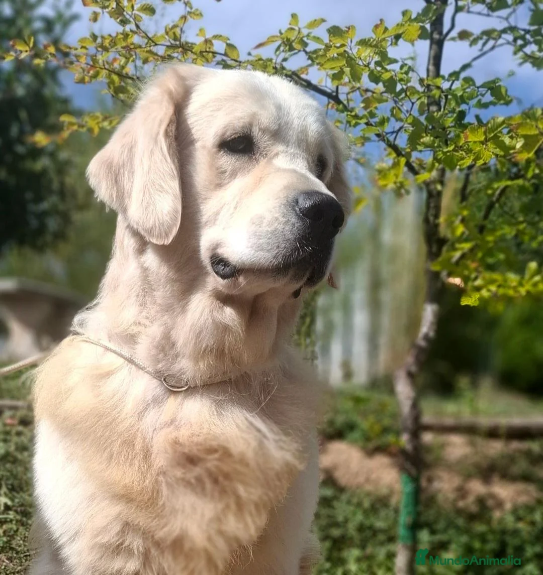 Golden Retriever perros en venta: GOLDEN RETRIEVER  - Anuncio 2
