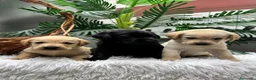 Labrador Retriever perros en venta: LABRADOR RETREVIER - Anuncio 2