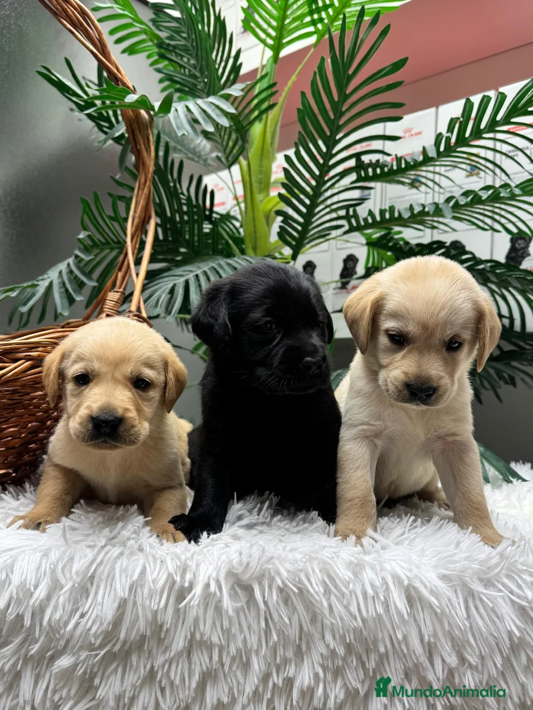 Labrador Retriever perros en venta: LABRADOR RETREVIER - Anuncio 2