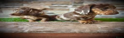 Teckel Miniatura perros en venta: Teckel kaninchen pelo largo  - Anuncio 5