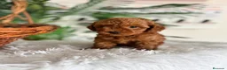 Caniche Toy perros en venta: CANICHE TOY  - Anuncio 8
