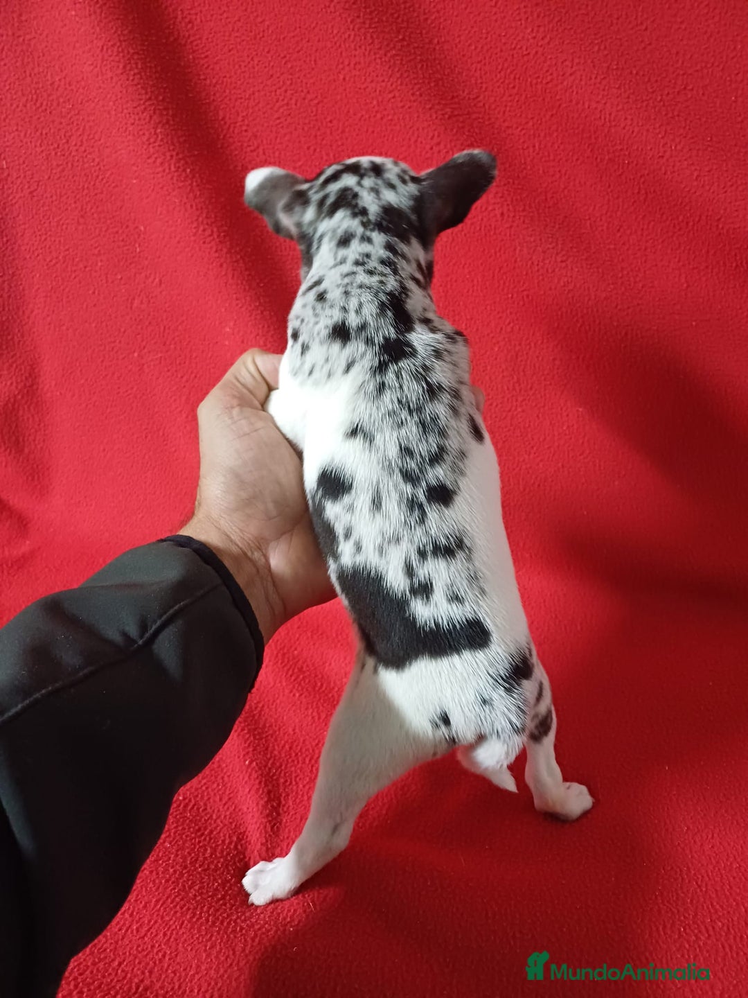 Chihuahua perros en venta: Chihuahua Arlequin  - Anuncio 3