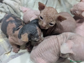 Sphynx gatos Camada Sphynx enero - Anuncio 7