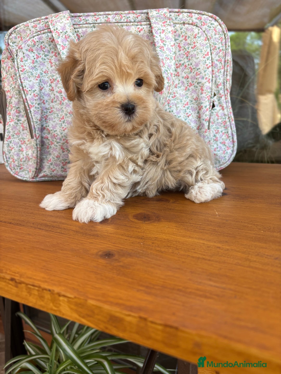 Maltipoo perros en venta: Maltipoo toy hembra!! Para diciembre  - Imagen 4