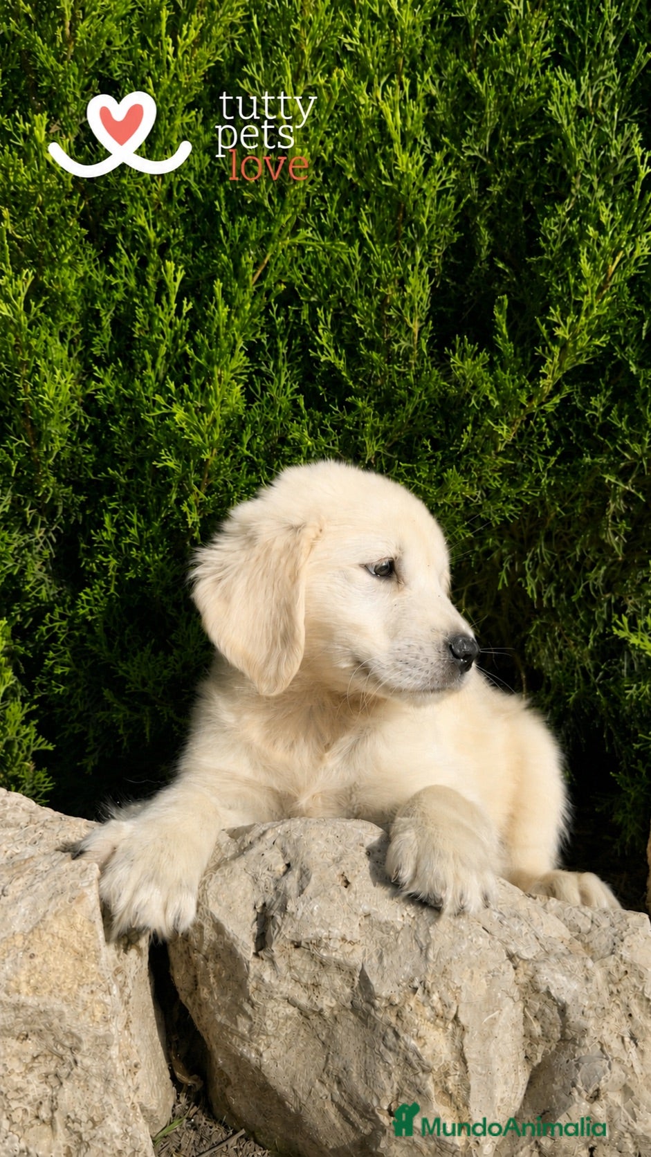 Golden Retriever perros 🏆 GOLDEN RETRIEVER HEMBRA EXCLUSIVA, FINANCIACIÓN - Anuncio 1