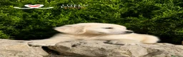 Golden Retriever perros en venta: 🏆 GOLDEN RETRIEVER HEMBRA EXCLUSIVA, FINANCIACIÓN - Anuncio 1
