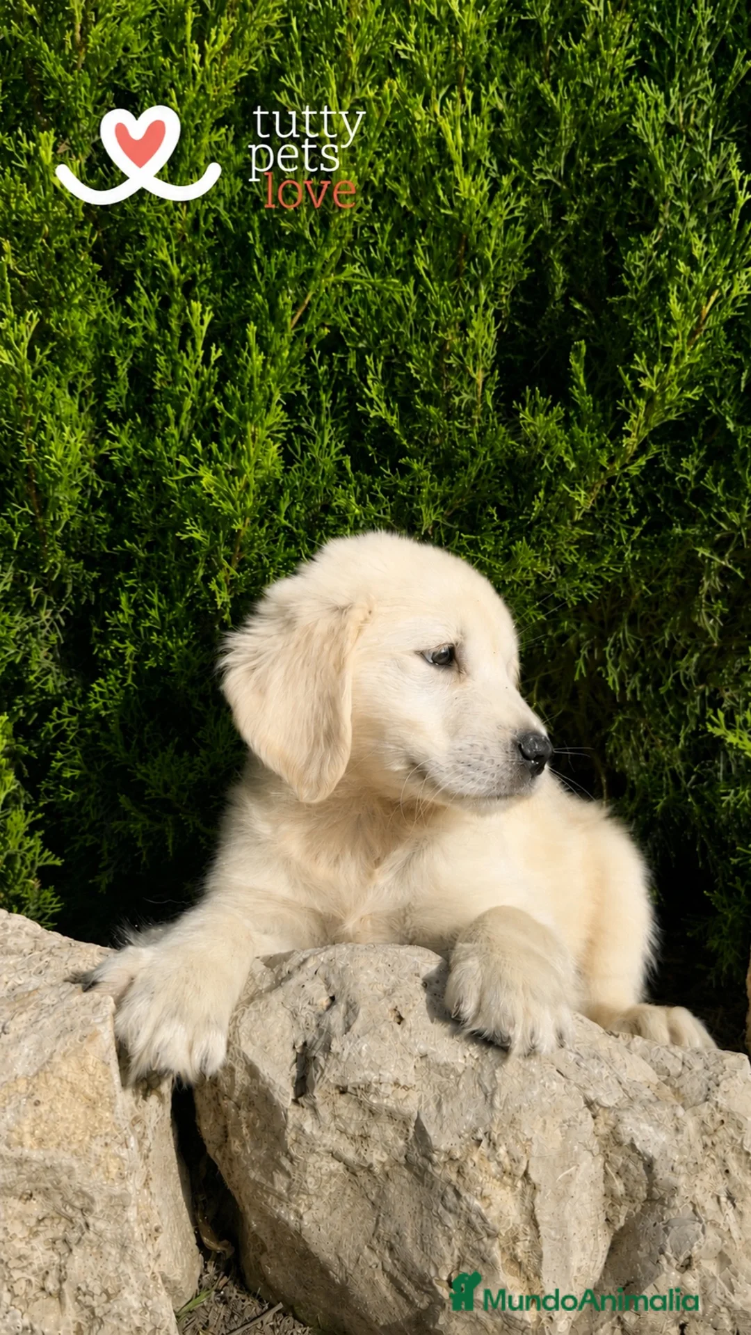 Golden Retriever perros en venta: 🏆 GOLDEN RETRIEVER HEMBRA EXCLUSIVA, FINANCIACIÓN - Anuncio 1
