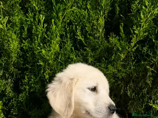 Golden Retriever perros 🏆 GOLDEN RETRIEVER HEMBRA EXCLUSIVA, FINANCIACIÓN - Anuncio 15