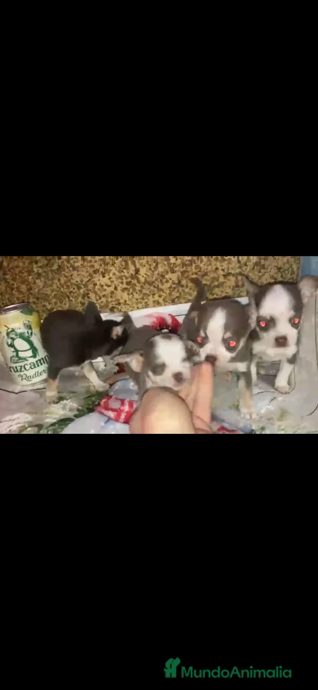 Chihuahua perros en venta: Chihuahuas machos - Anuncio 3