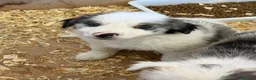 Border Collie perros en venta: Borde collie  - Anuncio 10