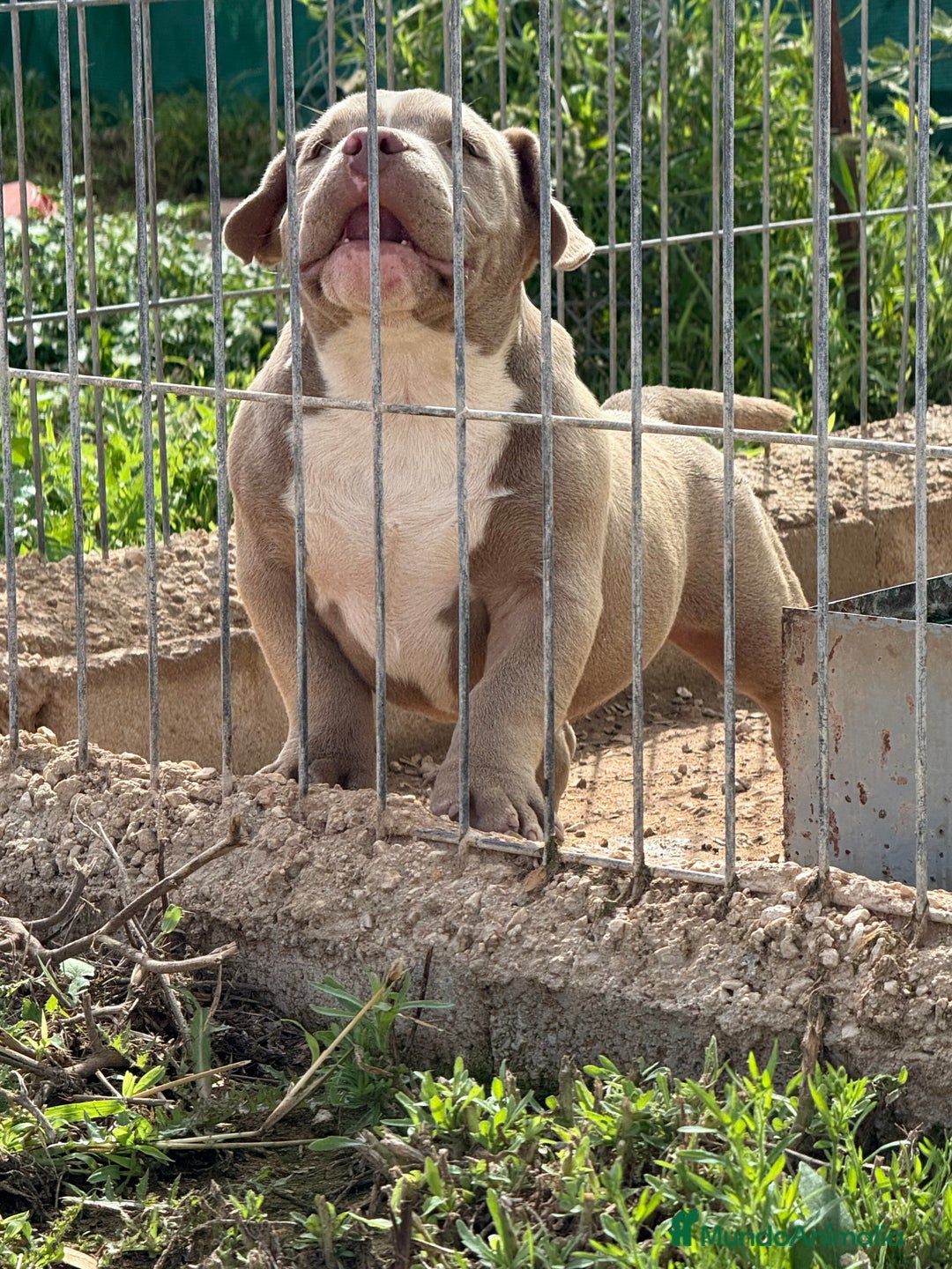 American Bully perros en venta: Cachorros de American Bully - Imagen 5