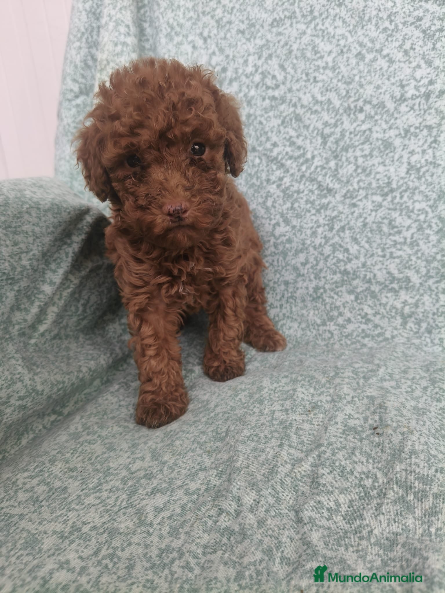 Caniche Toy perros Caniches toy - Anuncio 1
