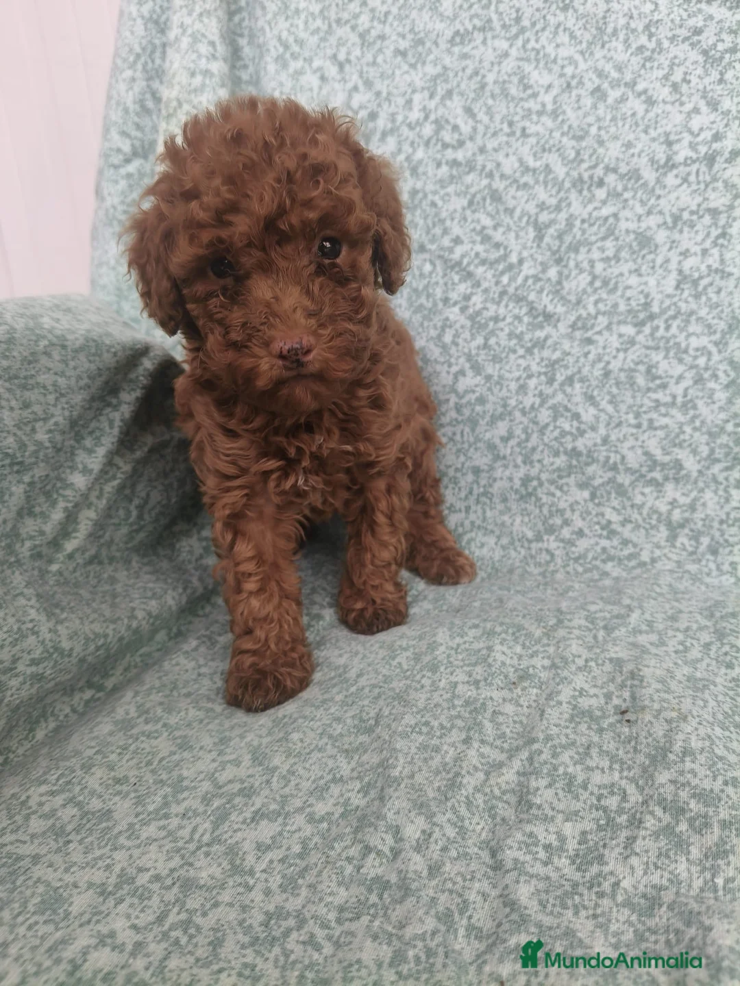 Caniche Toy perros en venta: Caniches toy - Anuncio 1