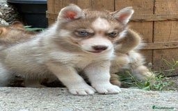Husky Siberiano perros en venta: Husky siberiano cachorros  en Huesca - Imagen 6