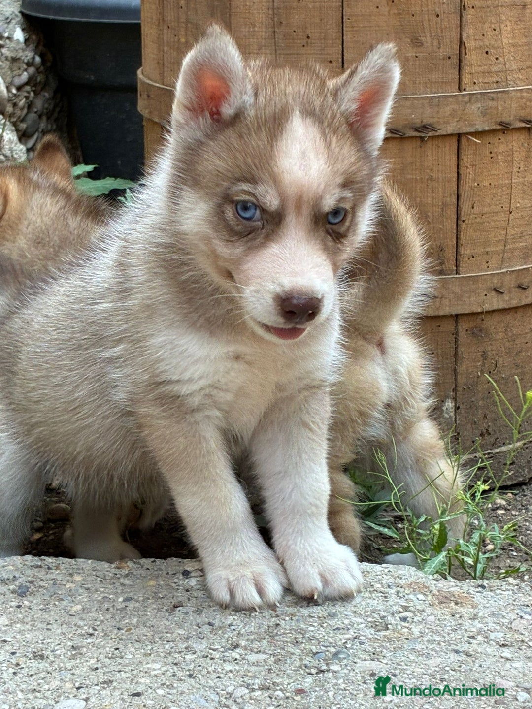 Husky Siberiano perros en venta: Husky siberiano cachorros  en Huesca - Imagen 6