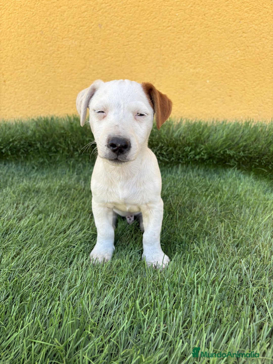 Jack Russell Terrier perros en venta: web milcachorros.es - Imagen 11