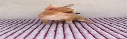 Chihuahua perros en venta: Chihuahua toy hembra - Anuncio 4