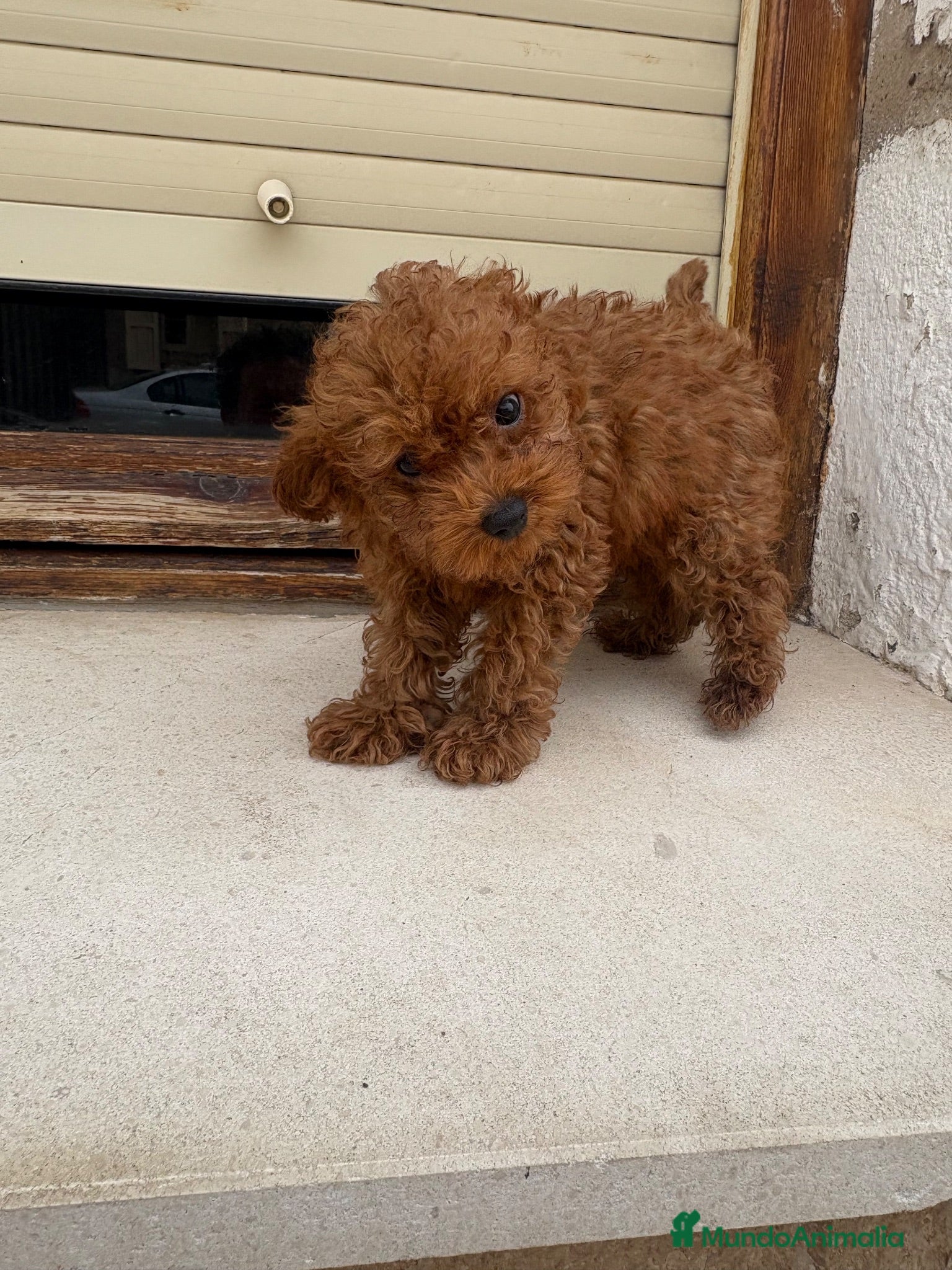 Caniche Toy perros Caniche Toy  - Anuncio 1