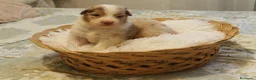 Pastor Australiano perros en venta: Excelente camada de Pastor Australiano  - Anuncio 4