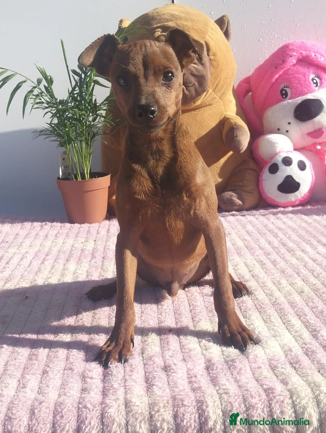Pinscher Miniatura perros en venta: Mini pincher  - Anuncio 1