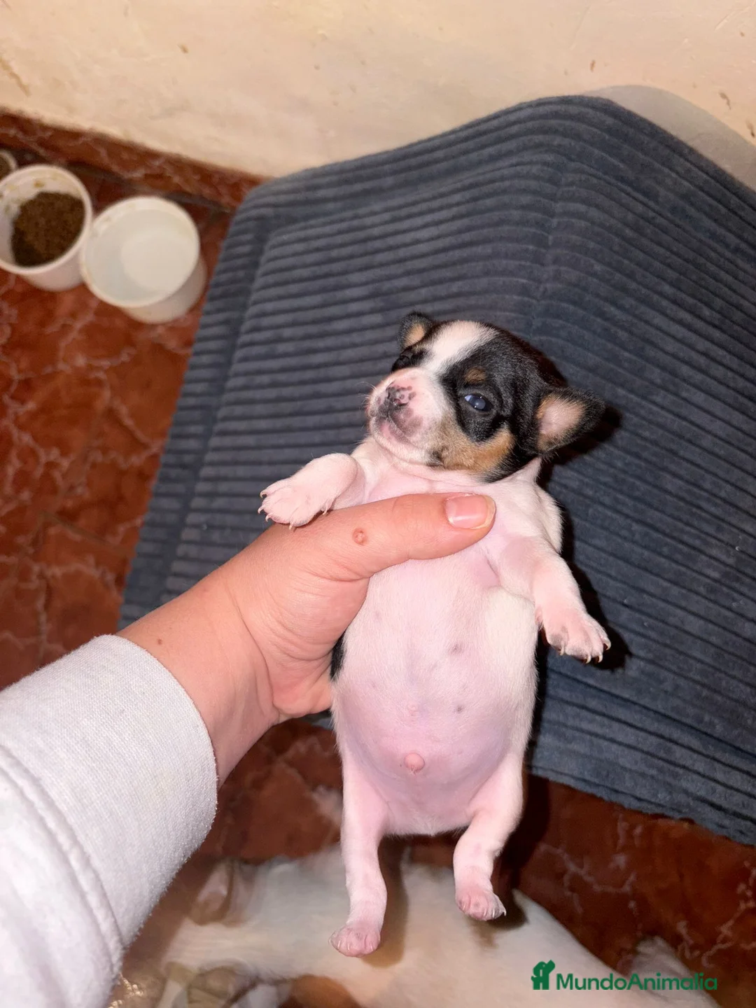 Chihuahua perros en venta: Cachorros de Chihuahua toy - Anuncio 2