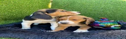Beagle perros en venta: Beagle cachorro  en Ciudad Real - Anuncio 4
