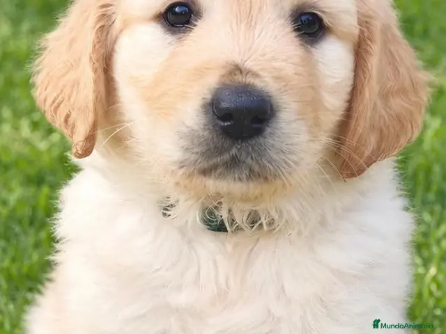 Golden Retriever perros en venta: Golden retriever valencia criadero familia salud - Anuncio 1
