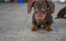 Teckel Miniatura perros en venta: 🐾 Bongo y Cacao – Teckel miniatura 🐾 - Imagen 8