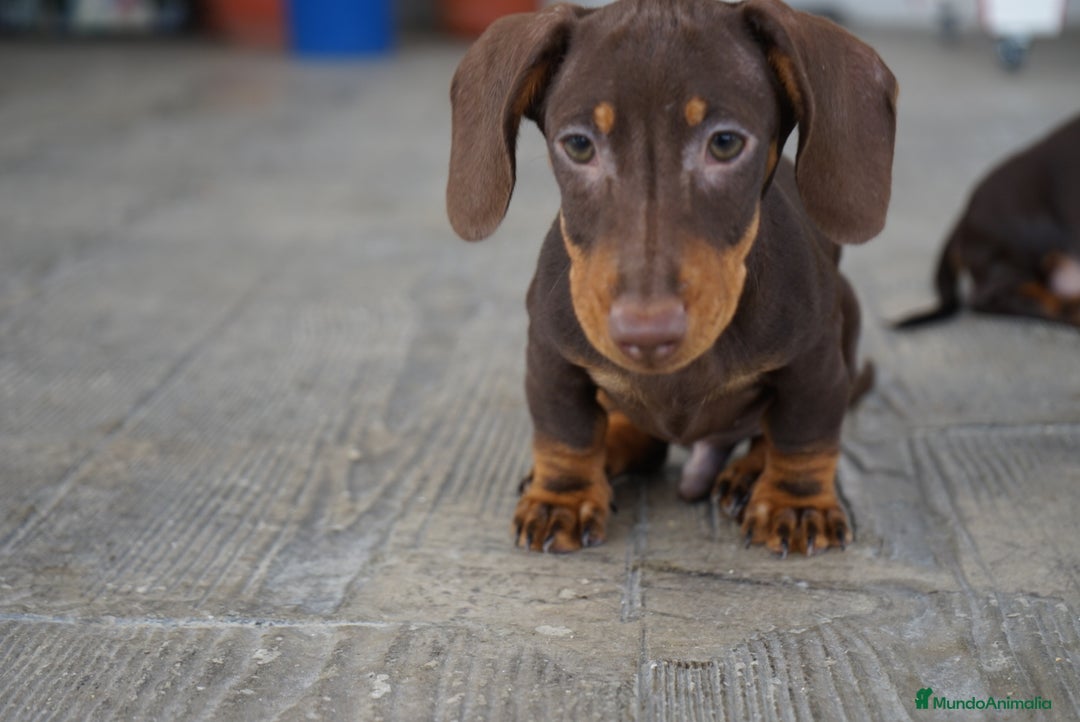 Teckel Miniatura perros en venta: 🐾 Bongo y Cacao – Teckel miniatura 🐾 - Imagen 8