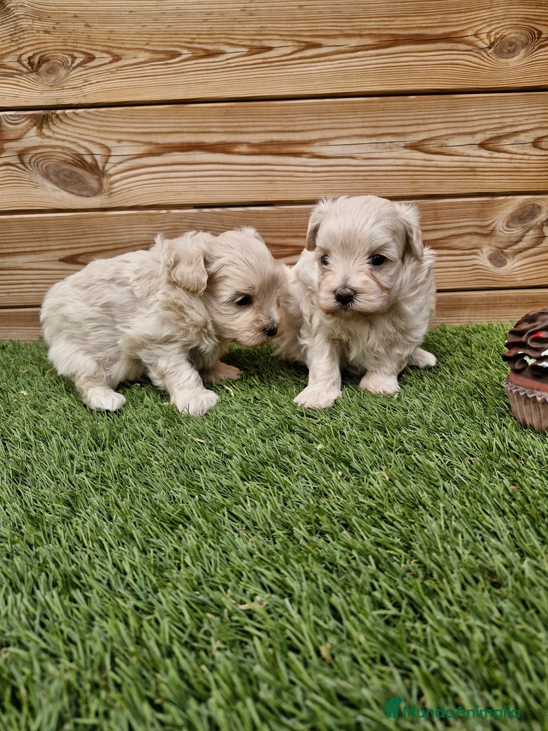 Maltipoo perros en venta: MALTIPOO  en Barcelona - Anuncio 3