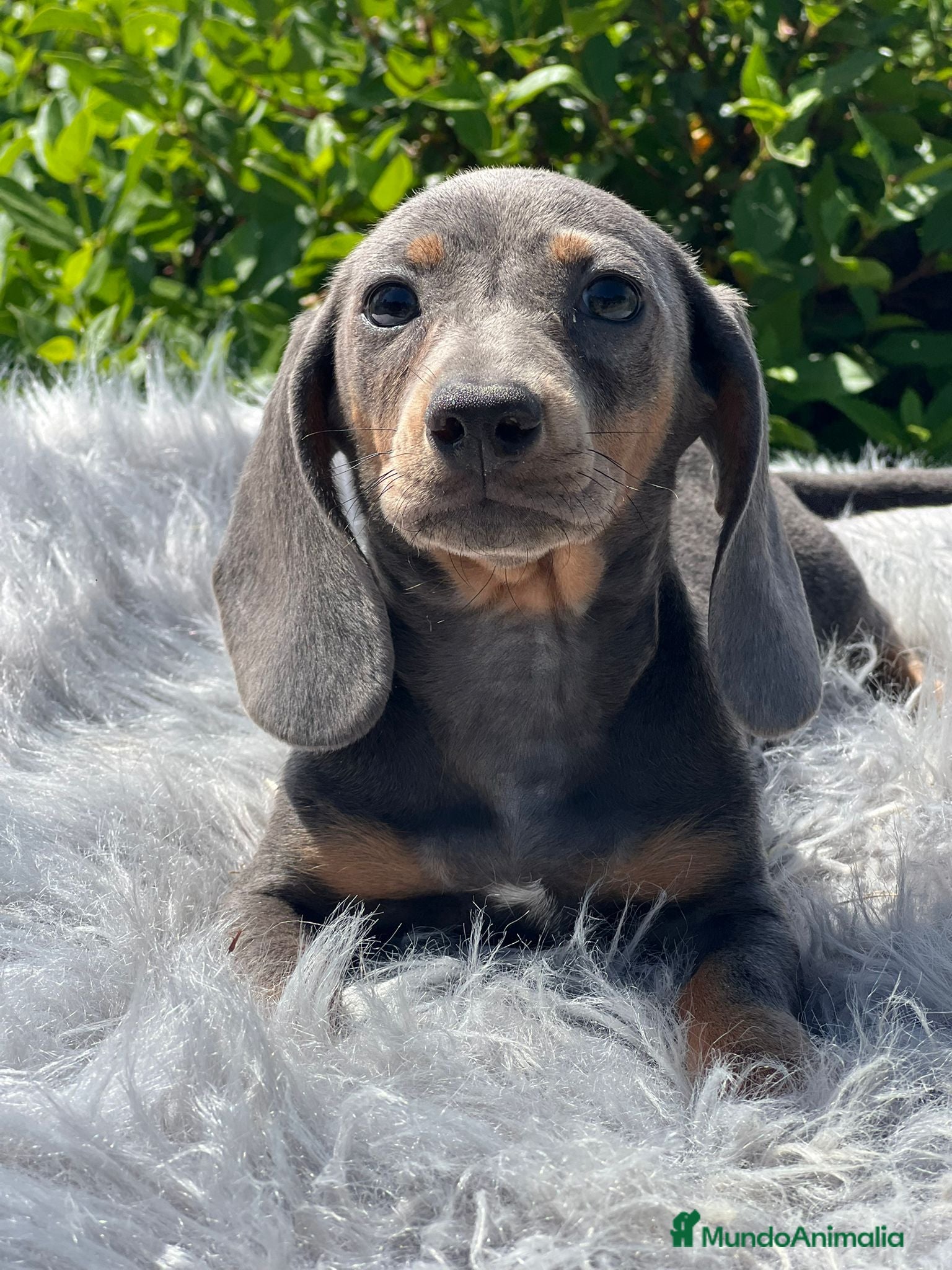 Teckel Miniatura perros Teckel blue - Anuncio 4