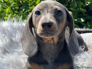 Teckel Miniatura perros Teckel blue - Anuncio 22