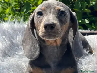 Teckel Miniatura perros Teckel blue - Anuncio 3