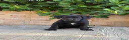 Cane Corso perros en venta: Cachorras de cane corso  - Anuncio 8
