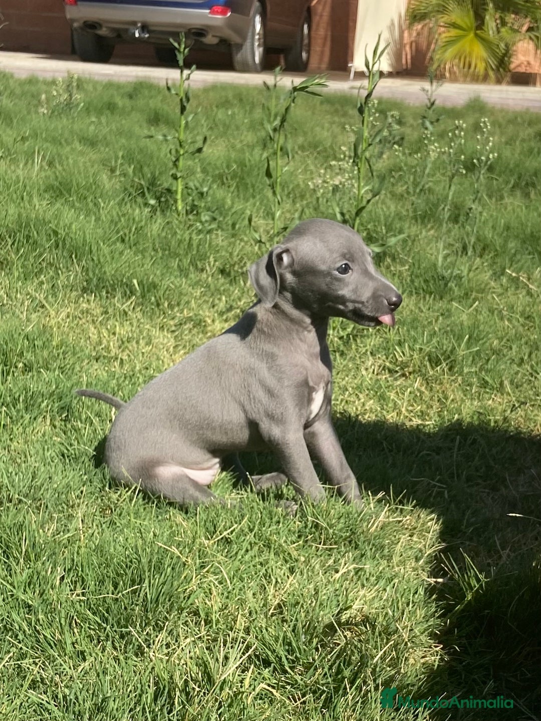 Pequeño Lebrel Italiano perros en venta: PICCOLOS LEBREL ITALIANO - Anuncio 3