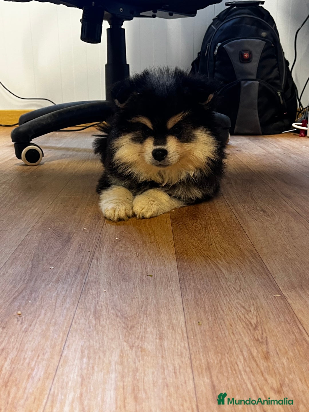 Pomsky perros en venta: Pomsky multigeneracional  - Anuncio 3