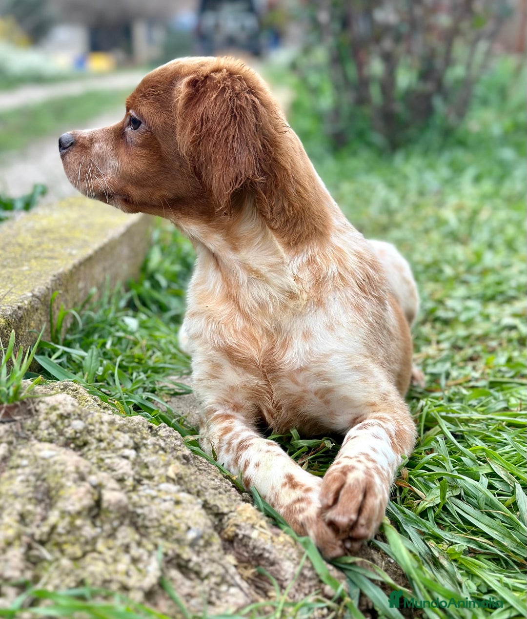 Épagneul Breton perros en venta: BRETÓN ESPAÑOL BLANCO Y NARANJA DISPONIBLES en Barcelona - Imagen 2