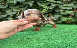 Teckel Miniatura perros en venta: teckel arlequin chocolate  - Imagen 6