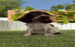 Cocker Spaniel Inglés perros en venta: COCKER SPANIEL RUANO - Imagen 3