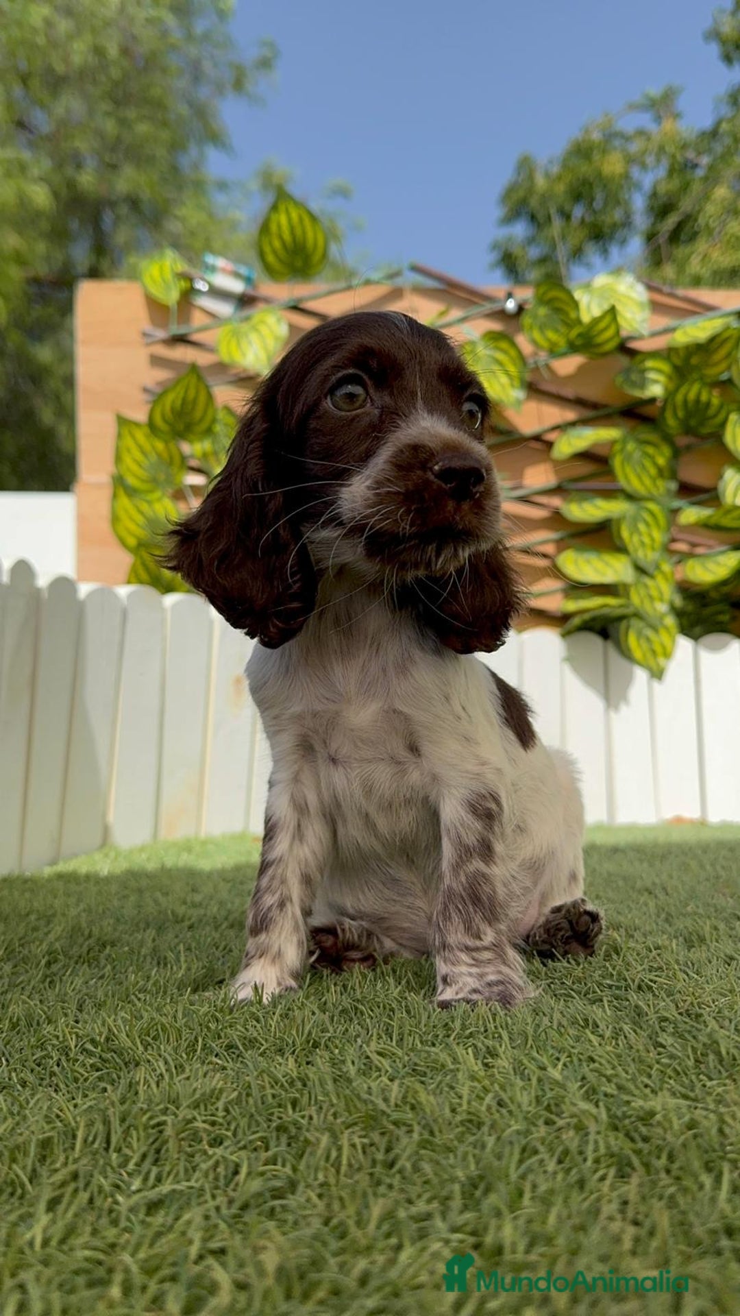 Cocker Spaniel Inglés perros en venta: COCKER SPANIEL RUANO - Imagen 3