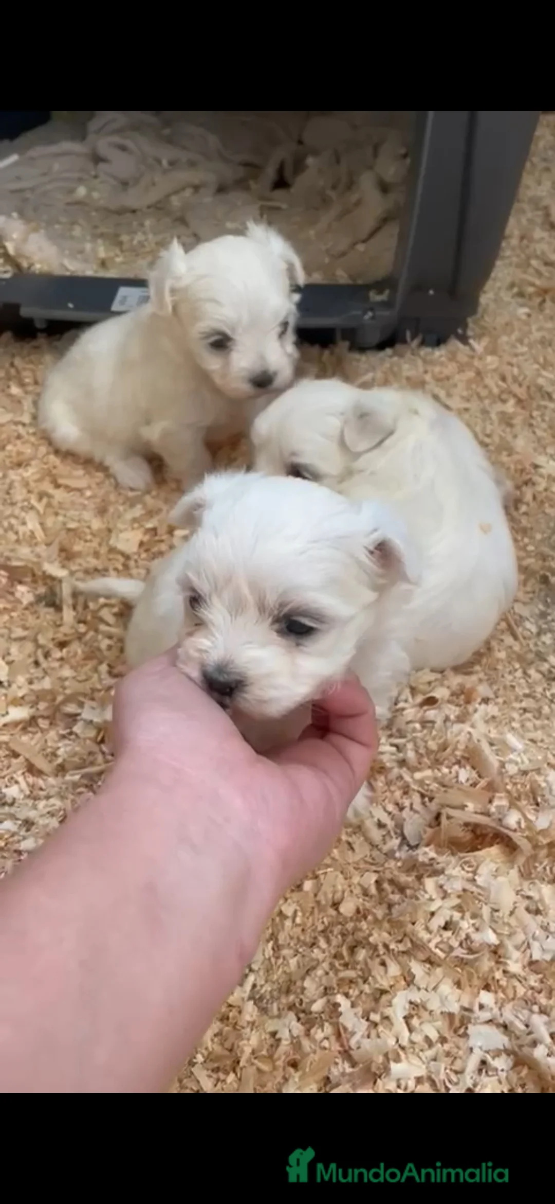 Bichón Maltés perros en venta: Bichon maltes hembras toy - Anuncio 3