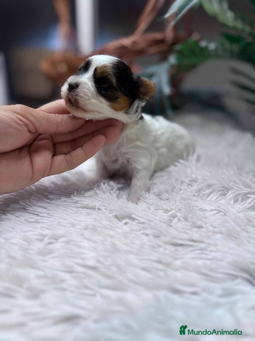 Yorkshire Terrier perros en venta: YORKSHIRE BIEWER - Anuncio 11